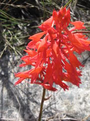 Disa ferruginea