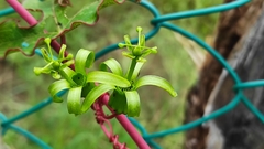 Passiflora viridiflora