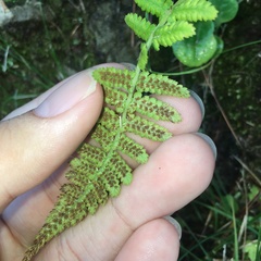 Athyrium oppositipennum