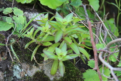 Orostachys maximowiczii