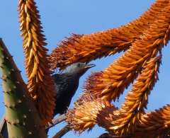 Aloe marlothii marlothii