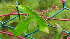Passiflora viridiflora