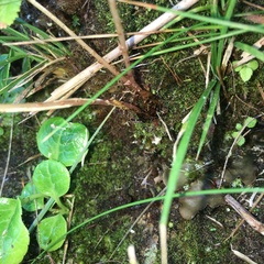 Athyrium oppositipennum