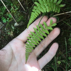 Athyrium oppositipennum