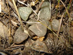 Haworthia