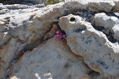 Sonderothamnus petraeus