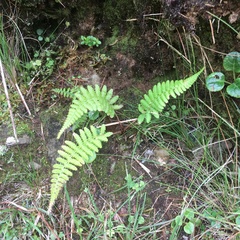 Athyrium oppositipennum