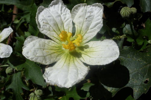 Wild Melon