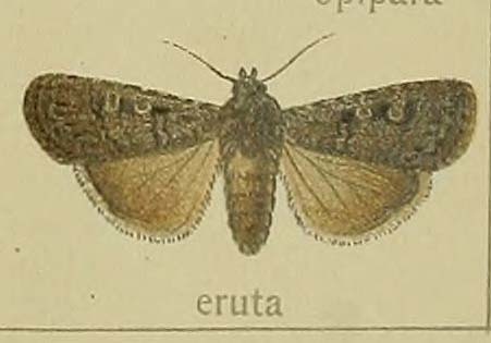 Noctuelle déterrée (La)