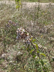 Xeropicta derbentina