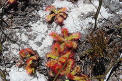 Drosera esterhuyseniae
