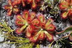 Drosera esterhuyseniae