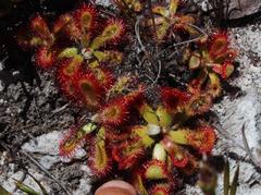 Drosera esterhuyseniae