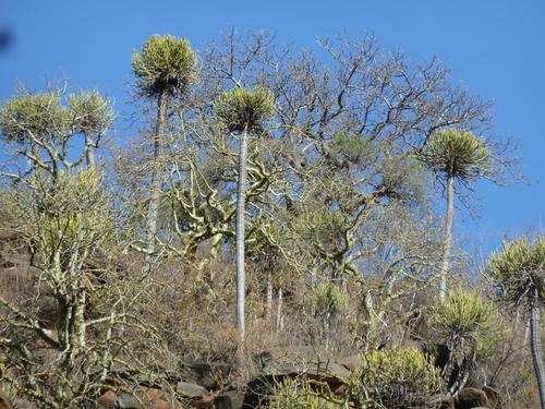 Euphorbia sekukuniensis, photograph 2
