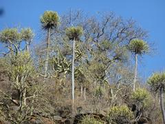 Euphorbia sekukuniensis