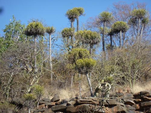 Euphorbia sekukuniensis, photograph 3