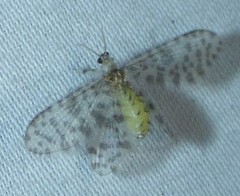 Nallachius americanus