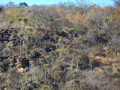 Euphorbia sekukuniensis