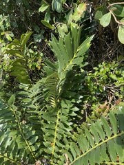 Encephalartos ferox