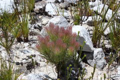 Spatalla mollis