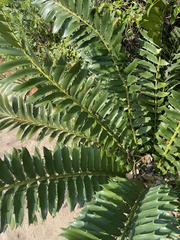 Encephalartos ferox