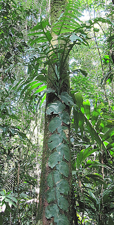 Monstera tenuis (Costa Rica Trees and Vascular Plants) · iNaturalist