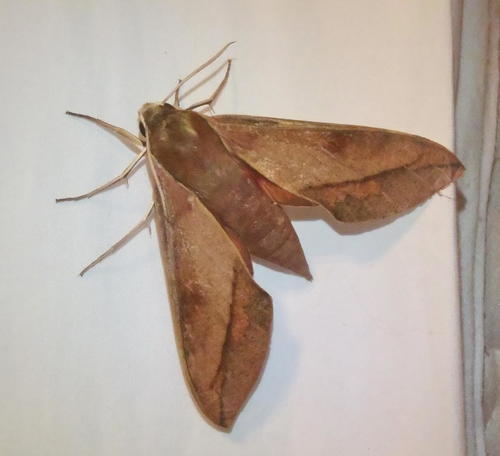 Cape Hawkmoth