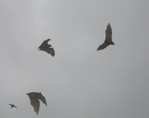 Straw-coloured Fruit Bat
