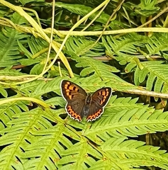 Lycaena panava