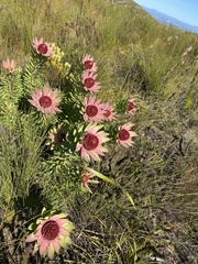 Leucadendron orientale