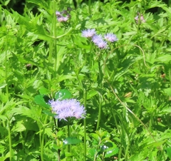 Praxelis clematidea
