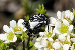 Pachycnema crassipes