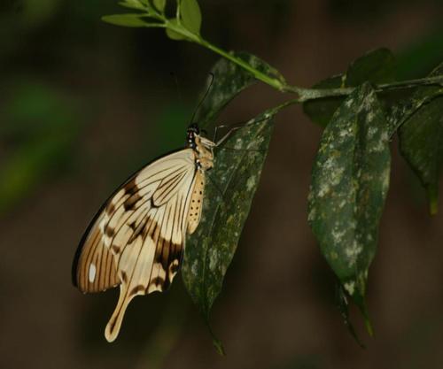 Mocker Swallowtail