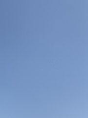 Pelecanus erythrorhynchos