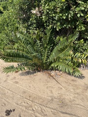 Encephalartos ferox