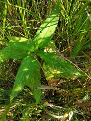 Scrophularia umbrosa