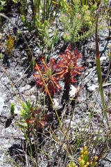 Drosera glabripes