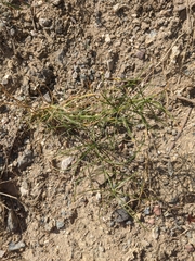 Asparagus verticillatus