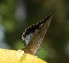 Charaxes phaeus