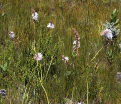 Trachyandra tabularis
