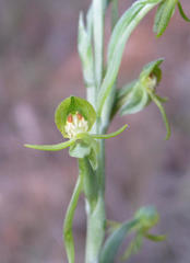 Habenaria arenaria