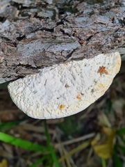 Calcipostia guttulata