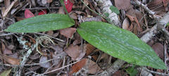 Habenaria arenaria