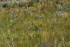 Trachyandra tabularis