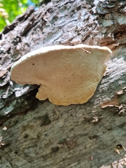Calcipostia guttulata