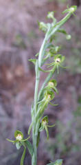 Habenaria arenaria