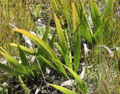 Trachyandra tabularis