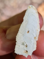 Calcipostia guttulata