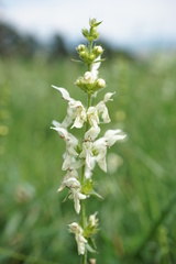 Stachys recta
