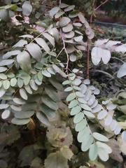 Robinia pseudoacacia